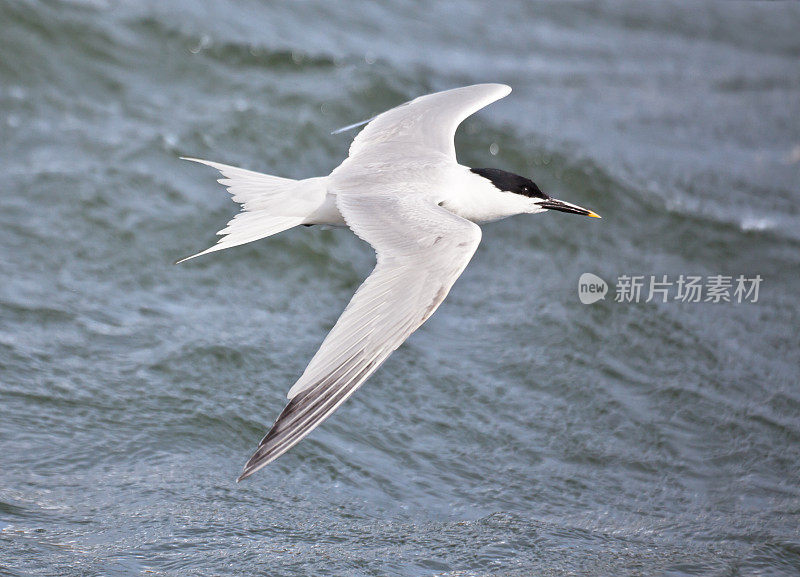 三明治燕鸥(Sterna sandvicensis)飞过北海